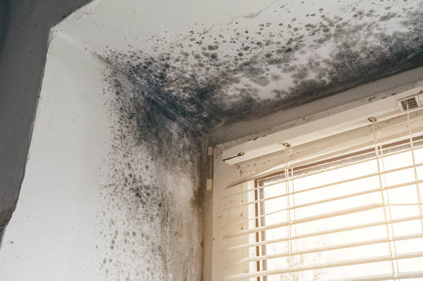 Affordable Black Mold Remediation solutions in Lawrenceville, NJ